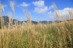 箱根仙石原のススキ1