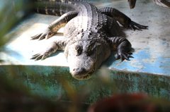 宇都宮動物園03