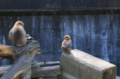 宇都宮動物園01