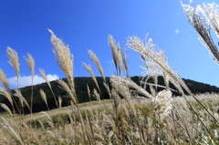 箱根仙石原のススキ3