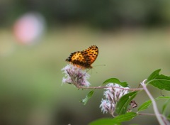 深大寺のちかくの植物園