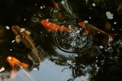 宇都宮中央公園01