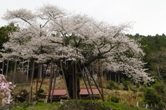 千年にわたり