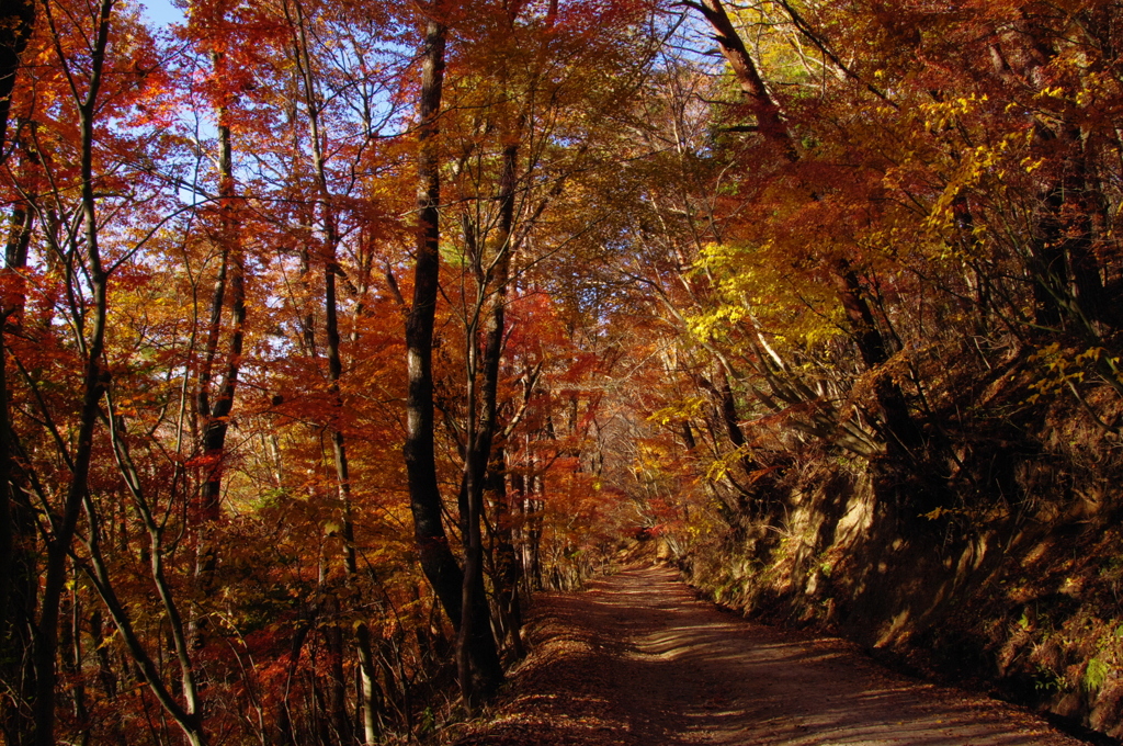 紅葉の道-2