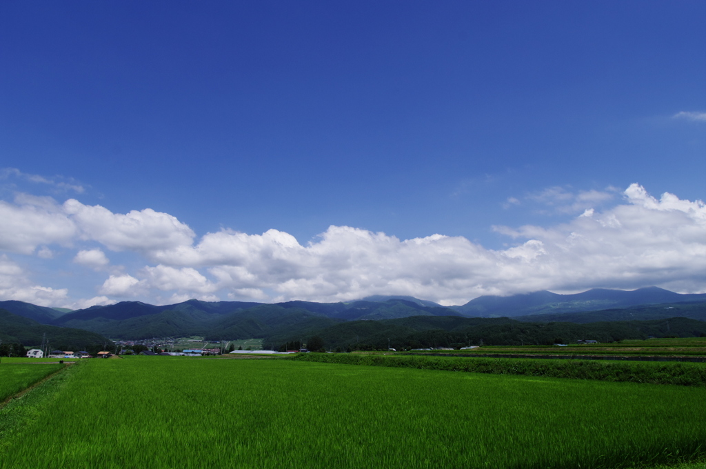 田園の夏景色