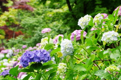 本土寺の紫陽花　5