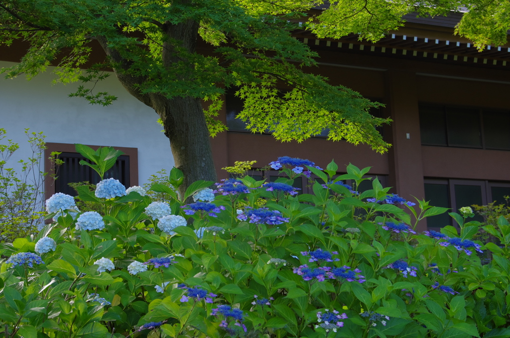 観音寺の紫陽花