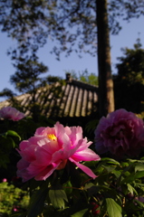 観音寺の牡丹