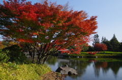 庭園のもみじ