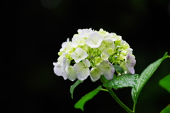 本土寺の紫陽花　2