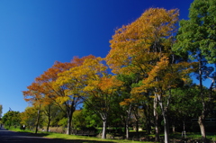 水元公園④