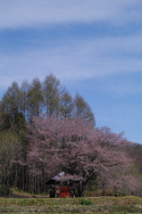 オキナ桜がひっそりと