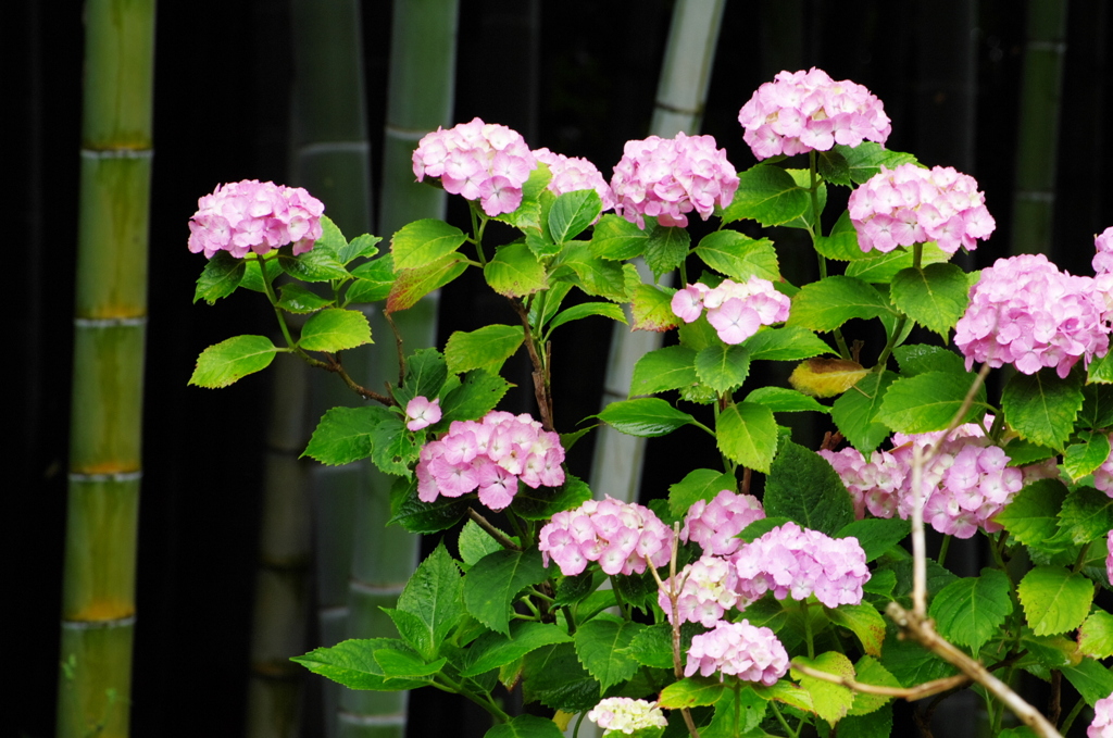 本土寺の紫陽花　3