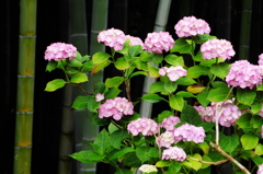 本土寺の紫陽花　3