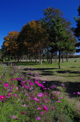 水元公園②