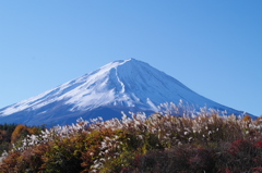 ススキが揺れて