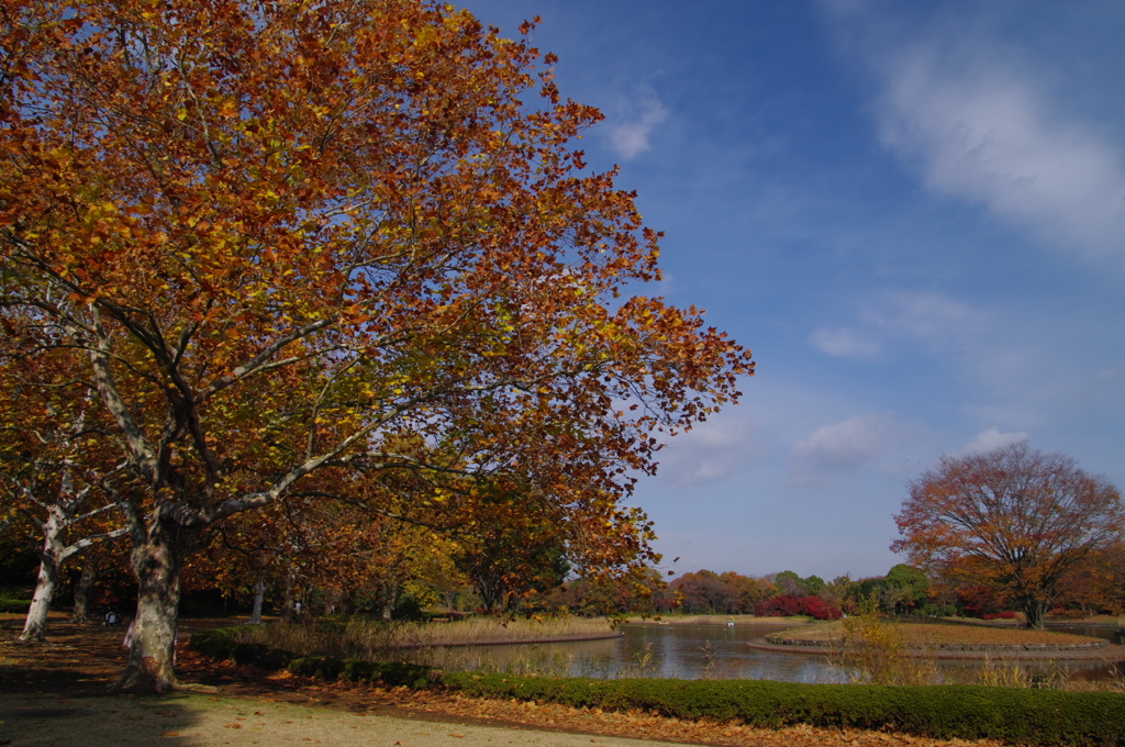 秋の公園