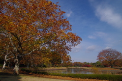 秋の公園