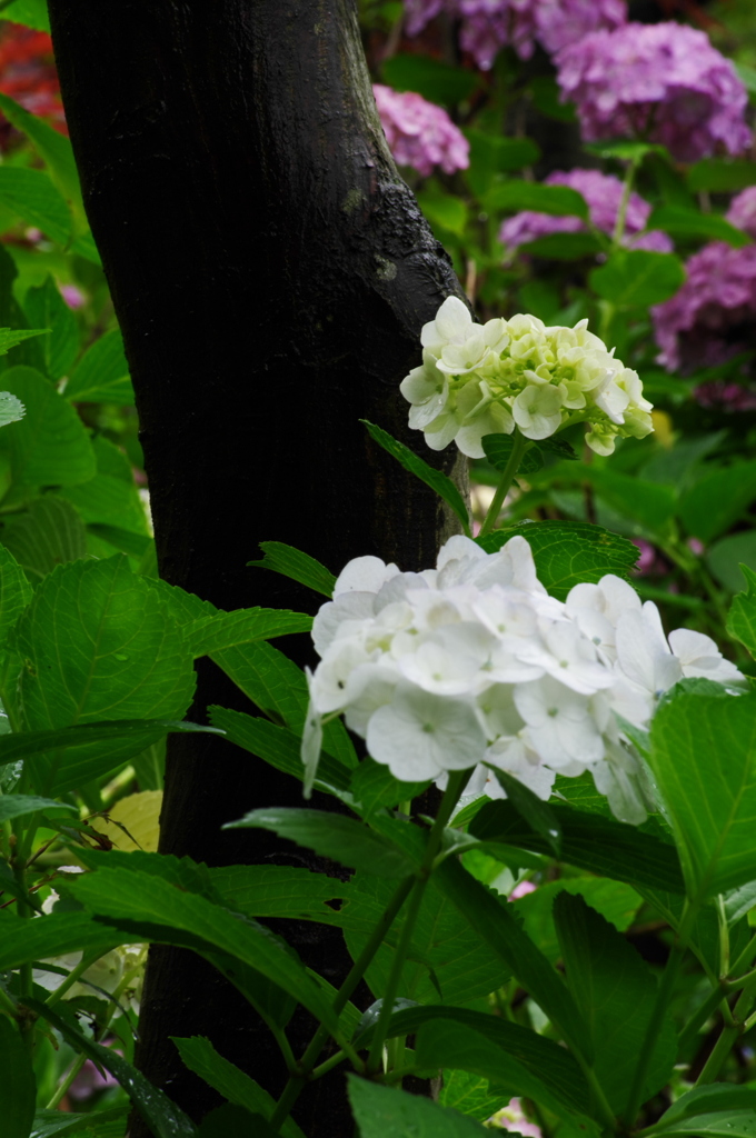 本土寺の紫陽花　6