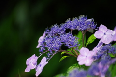 観音寺の紫陽花1