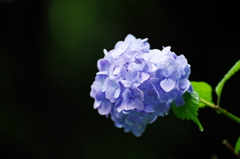 本土寺の紫陽花　1