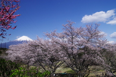 IMGP0692m
