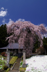 桜と芝桜