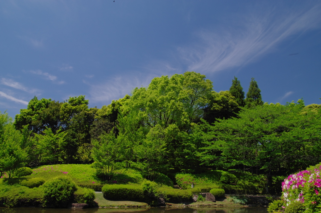 新緑がまぶしい