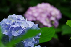 本土寺の紫陽花　4