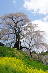 不動桜
