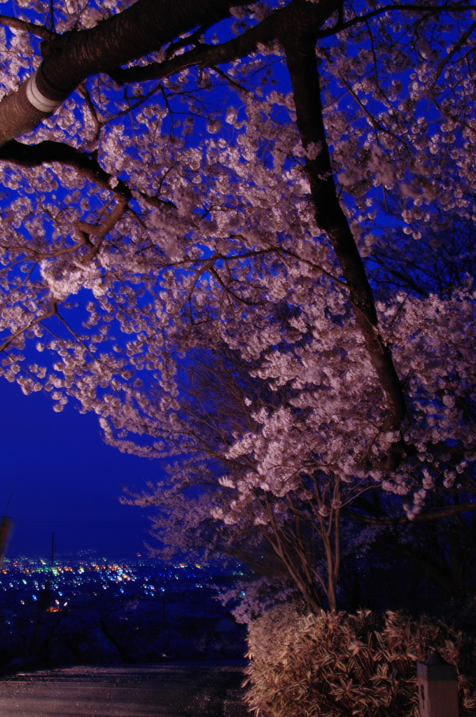 夜桜