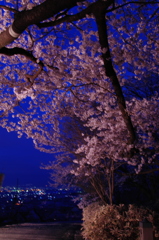 夜桜