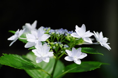 観音寺の紫陽花2