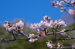 桜咲きました
