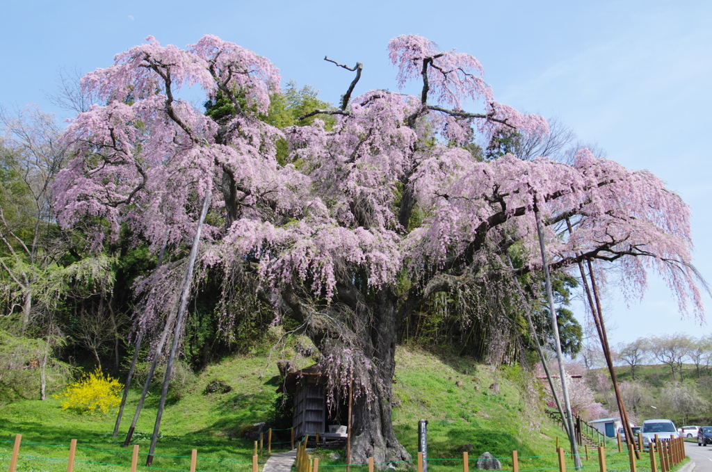 紅枝垂れ地蔵桜