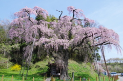 紅枝垂れ地蔵桜