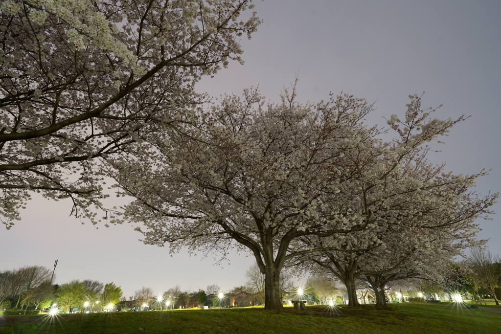 見納めの夜桜