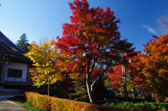 観音寺の紅葉