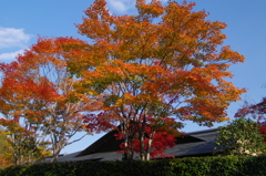青空に向かって