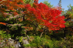 道わきのもみじ