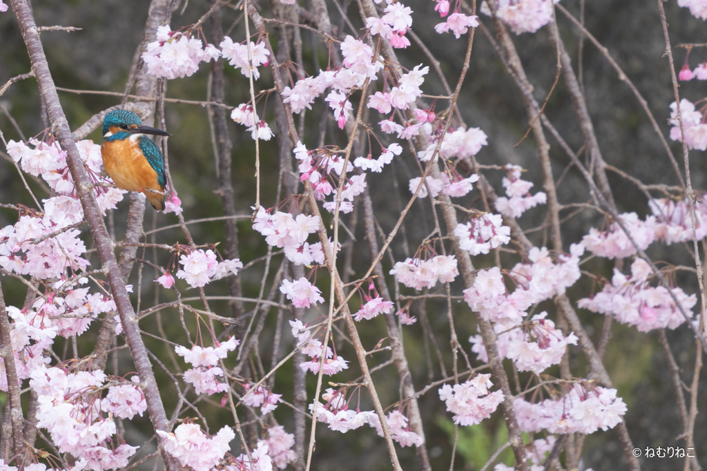 枝垂れ桜とカワセミ1