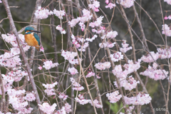 枝垂れ桜とカワセミ1