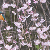 枝垂れ桜とカワセミ1