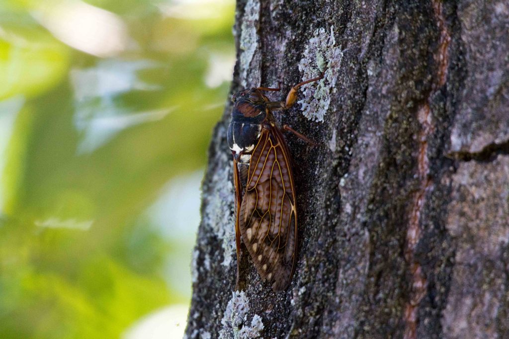 まだまだ鳴くで！