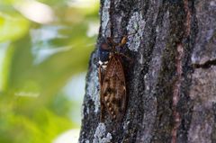 まだまだ鳴くで！