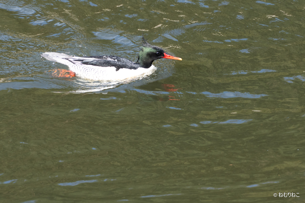 コウライアイサ4