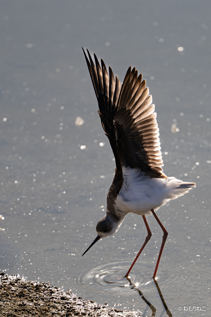 セイタカシギ11