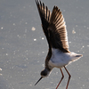 セイタカシギ11