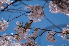 桜ニュウナイズズメ３