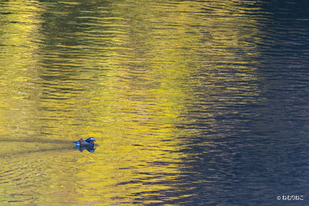 ダム湖のオシドリ10
